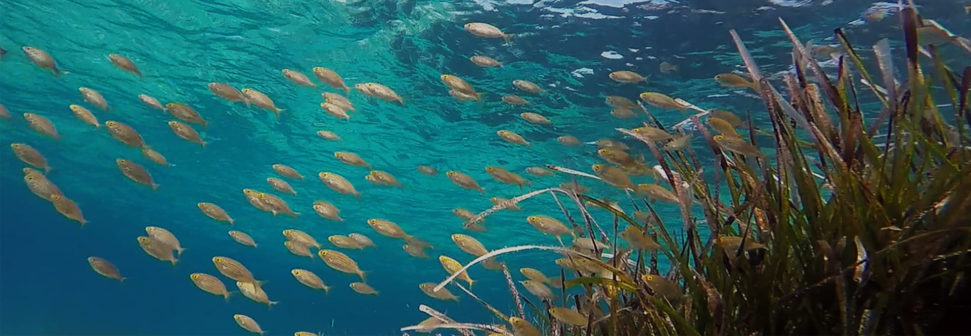 Welcome to the National Marine Park of Alonissos and Northern Sporades